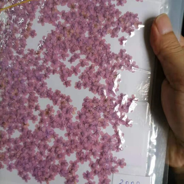 Tree Flower Five -Star Flower Milk Dried Flower DIY Face