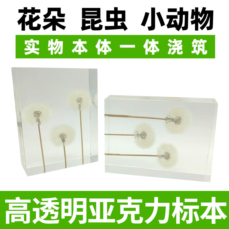 高透明水晶胶内嵌真实蒲公英生态标本摆件纸镇生日礼物礼品