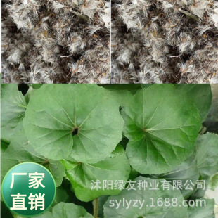 ���l�������޸����ܴ���L���·N�Ӵ��~����ꎸ��wֲ��ș����ꎻ�