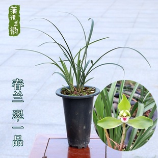 Spring Orchid Orchid Cui Yipin Potted Plant with Strong Fragrance and Easy to Grow Indoors and Outdoors