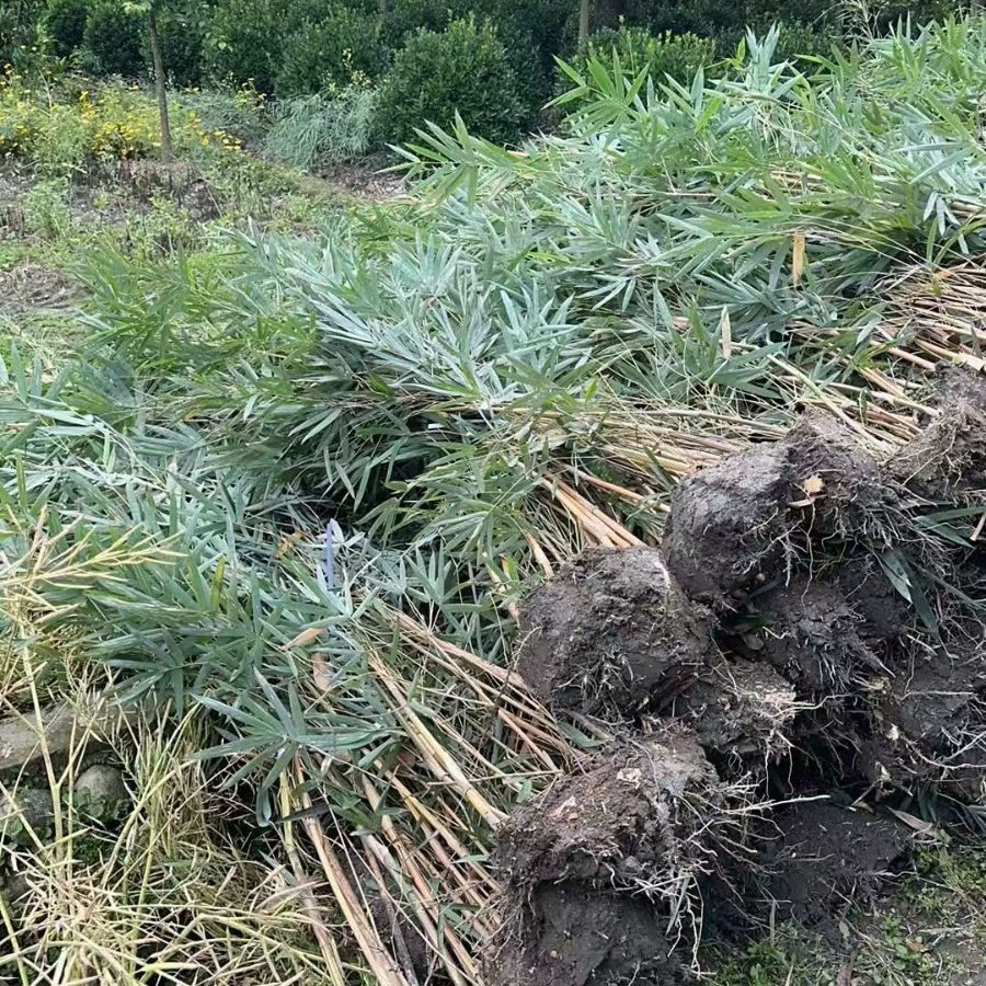 Qinshizhu Garden Ландшафтный дизайн Двор Ландшафтные саженцы Qinshizhu Base Прямая доставка Скидка на большие объемы.