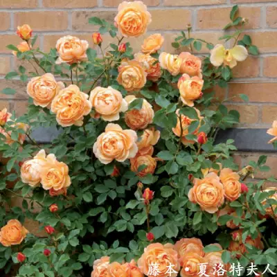 爬藤夏洛特夫人庭院藤本植物花卉盆栽阳台玫瑰爬墙四季多花好养苗