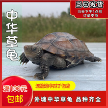 中华草龟小乌龟龟苗乌龟活物草龟观赏宠物黑腹金线养殖场批发