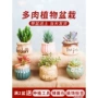 名贵仙人球办公桌花卉
