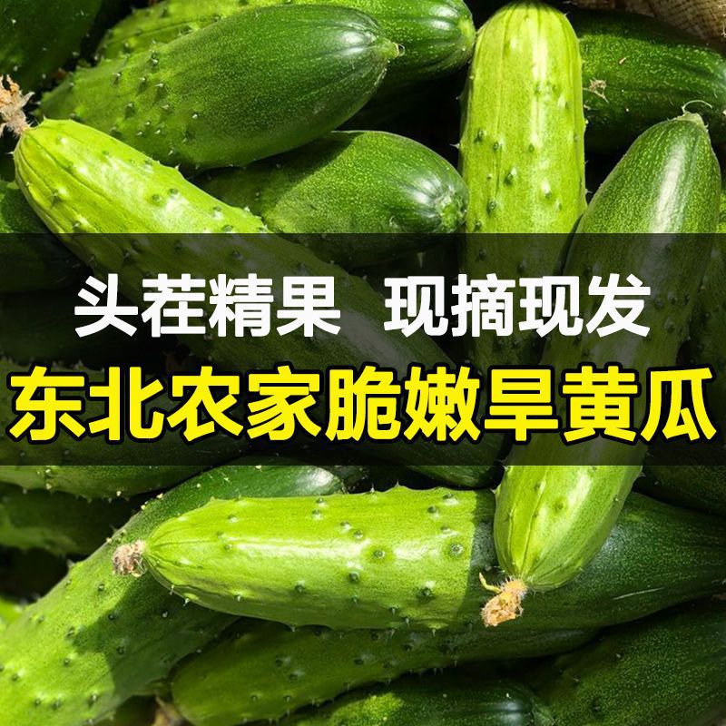 东北旱黄瓜新鲜小青瓜 水果蔬菜绿黄瓜带刺脆皮荷兰水果小黄瓜