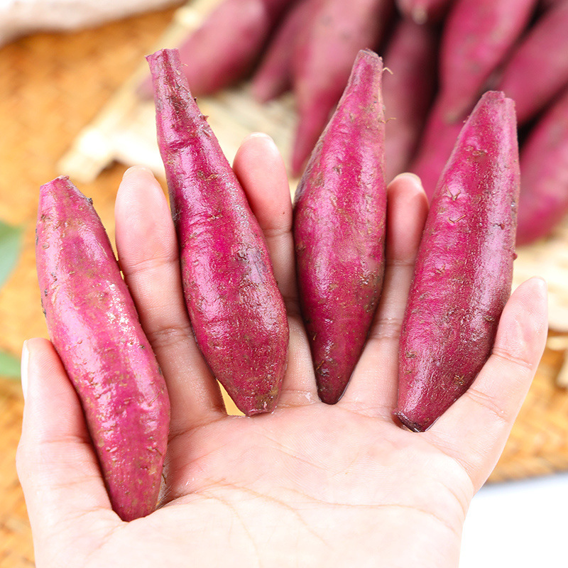 엄선된 모래자색고구마 - 품질보증 - 얼리어답터 : 프리미엄 작은자색고구마 [0.5kg팩]