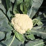 花菜秧苗花椰菜苗批发  国产白色花椰菜蔬菜秧苗秋冬种植