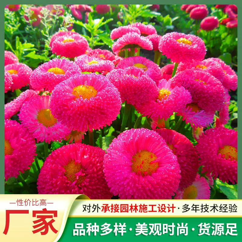 家庭园艺雏菊种子盆栽花卉庭院种植景观花籽家庭园艺雏菊种子