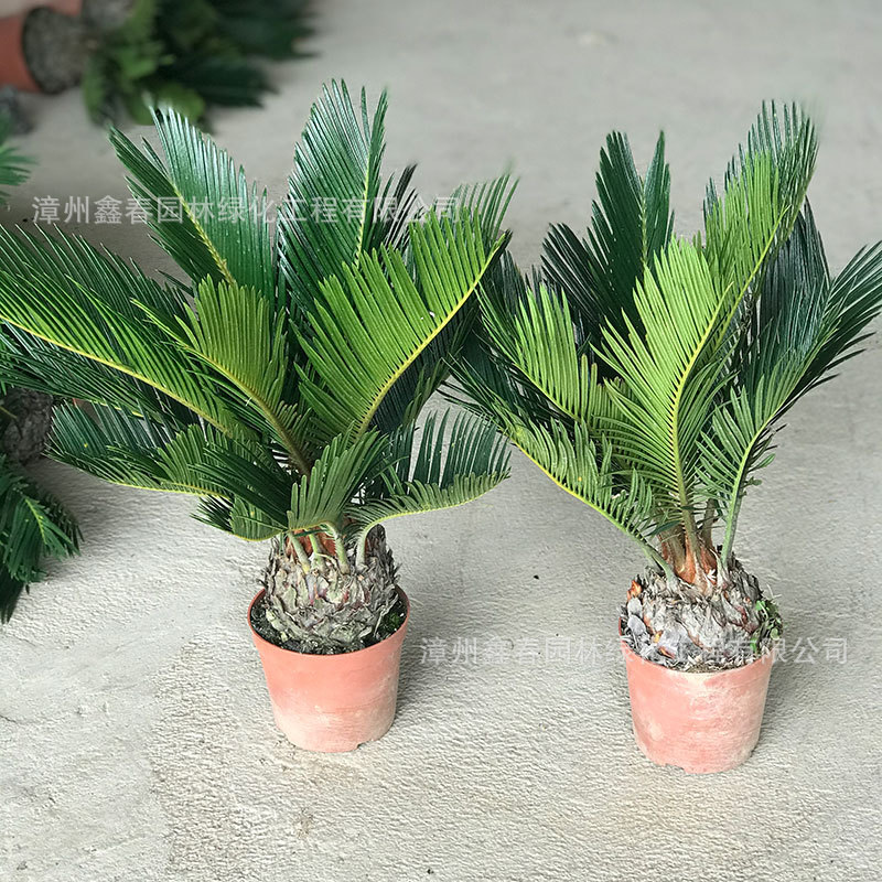 철 나무 화분에 심은 도매 컴퓨터 데스크탑 상록수 일년 내내 좋은 녹색 심기 소철 야외 안뜰 발코니 정원 녹화