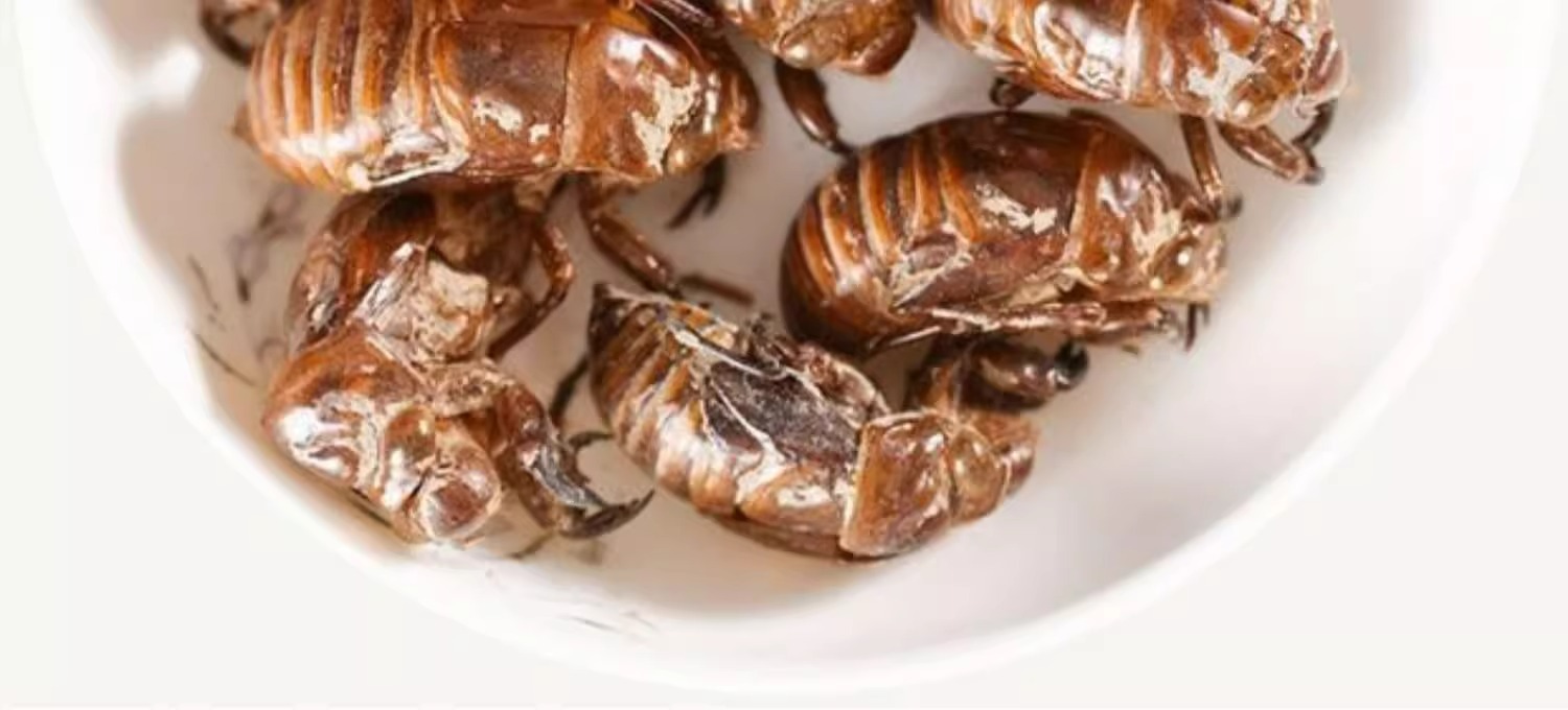 Cicada Slough Chan Tui Whole Dried Cicada Molt Traditional TCM Herb Water Washed 500g in use