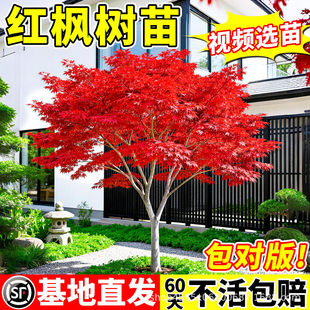 �t�������ļ��t�ձ��t�輧�Ϙ�����ͥԺ�e���G��ֲ�������L������