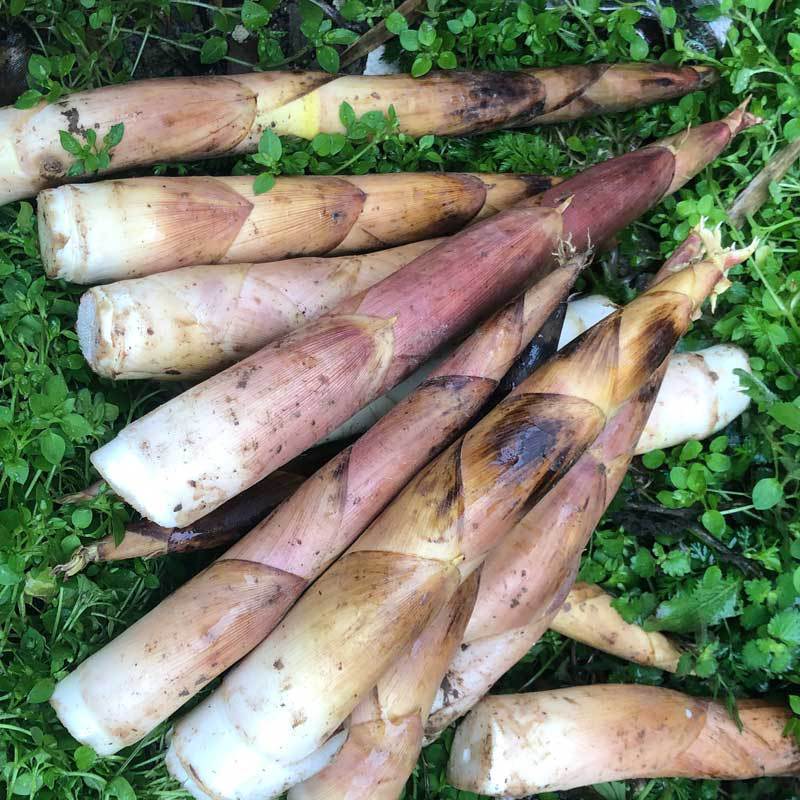 Linan Mount Chunsun fresh Bamboo shoots winter bamboo shoots Season Vegetable 5