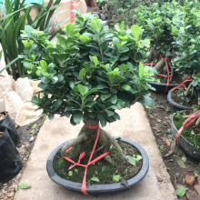 С~Ř辰ļֲϘ辰҃ԾGֲinsL