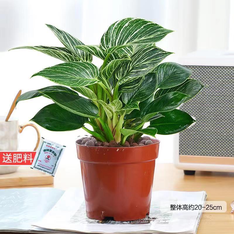 백금다이아몬드 25cm(오리지널 흙대야) + 영양액