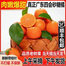 广东四会砂糖橘薄皮德庆沙糖桔子整箱批发当季水果顺丰包邮