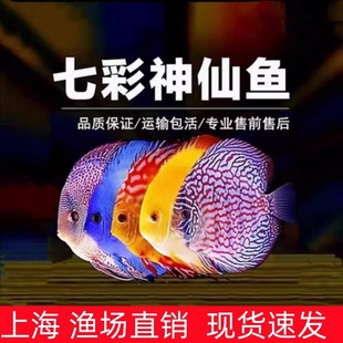 ���]�߲������~���w�����{��ʯ�t���ӟᎧ�^�p�~��ɏ���Ĵ����