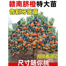 江西赣南脐橙苗嫁接纽荷尔红美人血橙南方北方种植果树苗橙子树苗