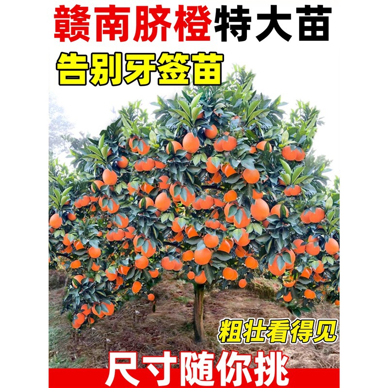 江西赣南脐橙苗嫁接纽荷尔红美人血橙南方北方种植果树苗橙子树苗