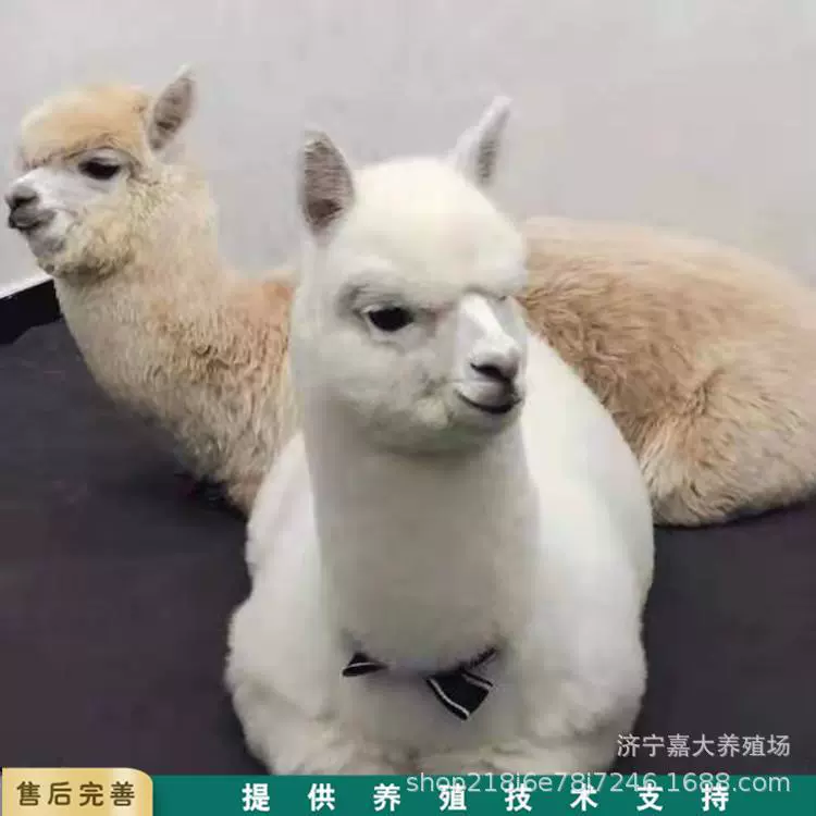 Сколько стоит аренда домашнего животного Альпака для фермы альпака в Австралии