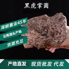 云南干黑虎掌菌形状完整手工挑选好货货源产地批发一件代发
