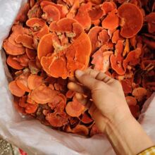 ţ��֥��ș�� �t��֥ Ѫ�t˨�� �t�֥ţ����Antrodia cinnamomea