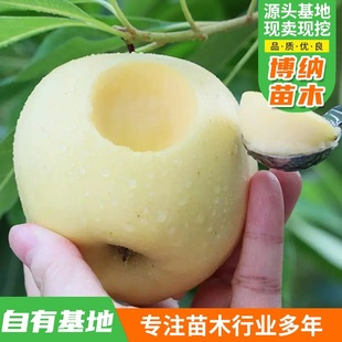 �O����Nֲ����t��ʿ���A�������ڼ޽����Ե����� �O�������