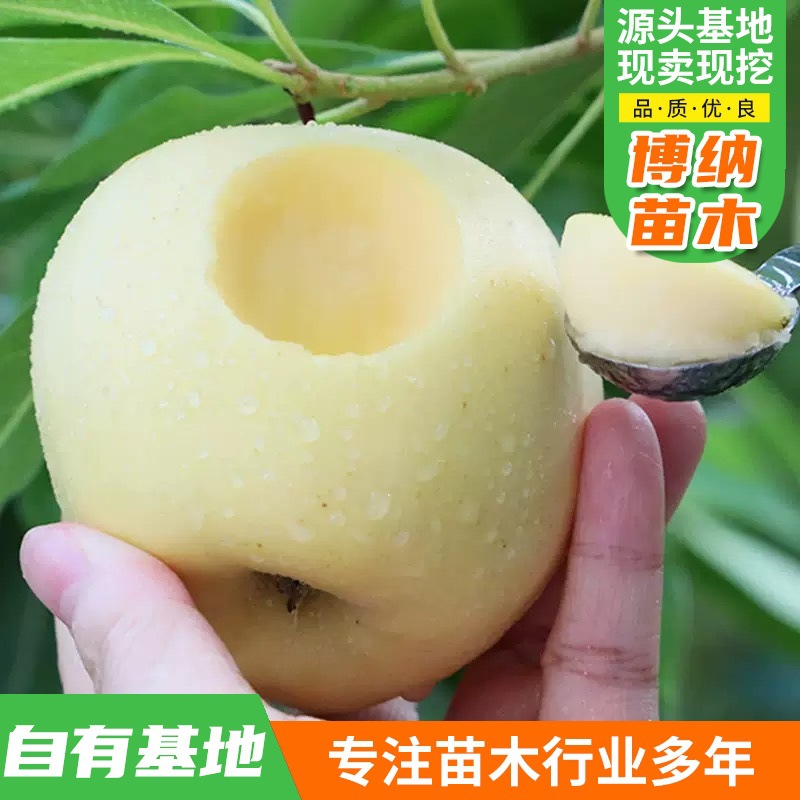 南北方种植当年红富士矮化苗金冠嫁接盆栽地栽苗 嫁接苹果树苗