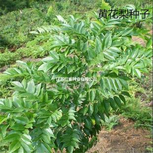 ɢ�b���ں����S�������N��(�����S̴)���F��N���S����N�����l