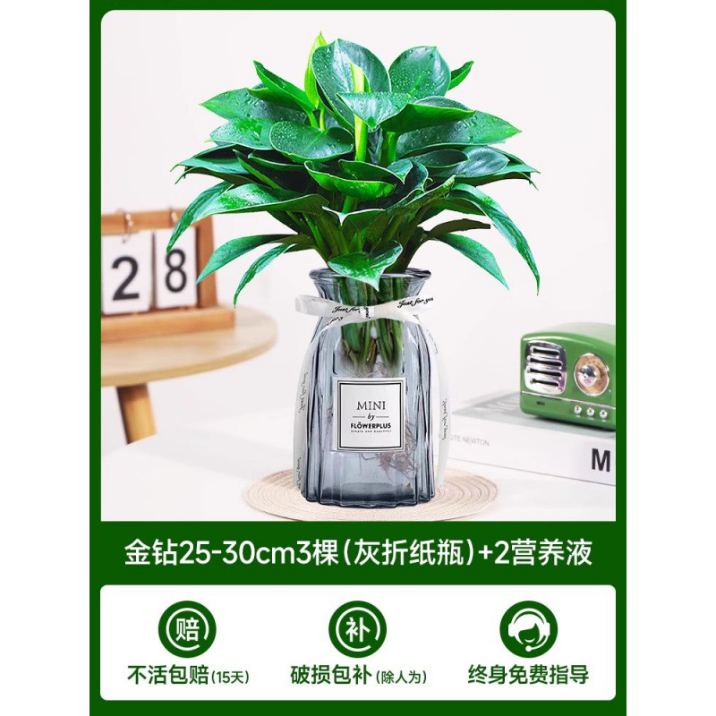 고급 대형 금다이아몬드 3개(회색 종이접기 라벨병) + 크리스탈 머드 + 영양액 2개