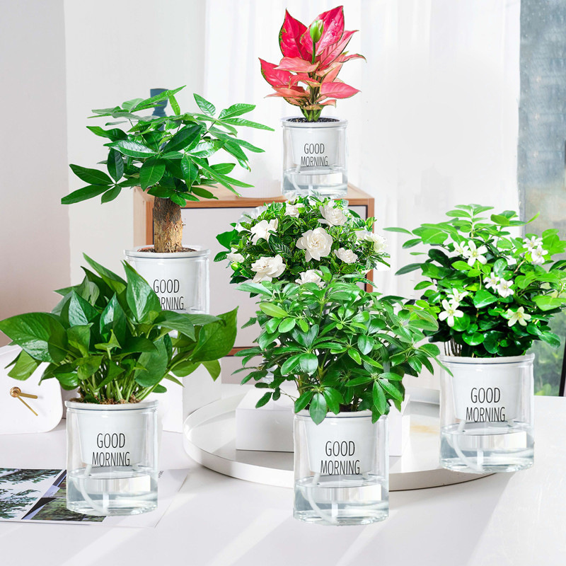 행운나무 + 포토스 + 돈나무 + 치자나무 + 구리향 + 길리레드 + 굿모닝