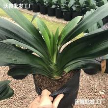 四季兰带花苞盆栽老苗室内花卉植物圆头和尚好养大苗当年开花