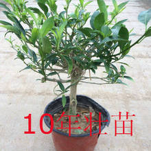 ҹ�������Ԙ��� ͥԺ�^�p�̨�ļ��Gֲ���� �҃�����ֲ����]