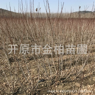 麦李批发红花麦李 白花麦李多分枝灌丛绿篱小苗四季庭院盆栽花苗