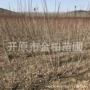 四季盆栽白花庭院麦李