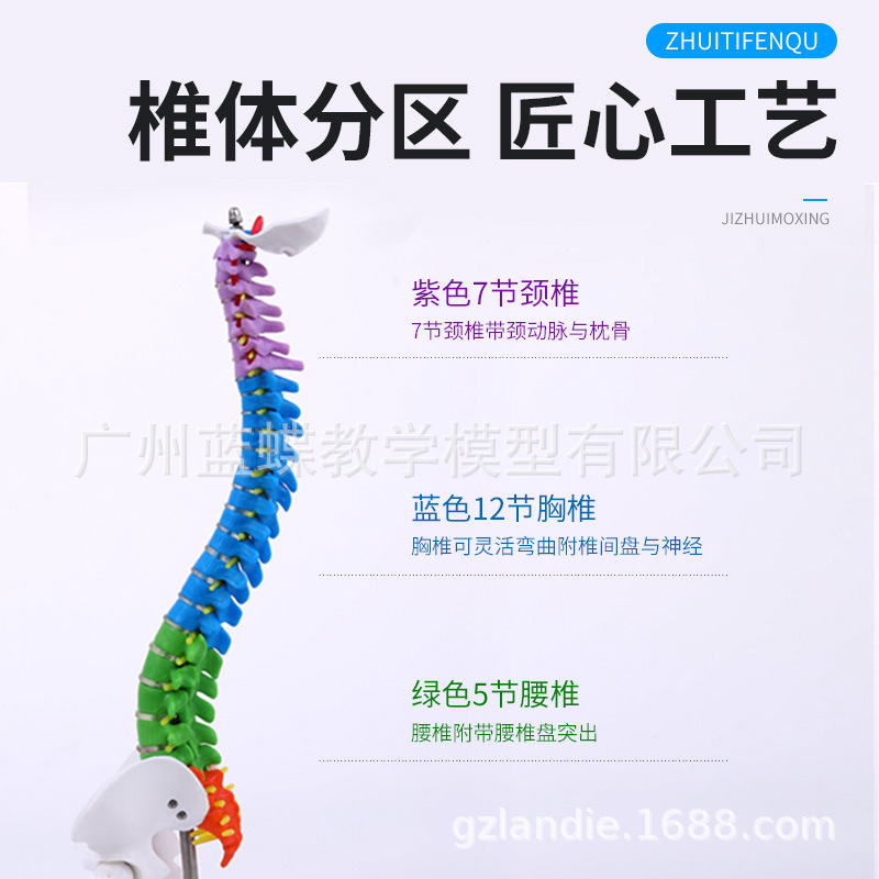 45CM��ɫ���弹׵ģ�ʹ�����ɹ�β�Ǽ���������׵��׵����ģ��