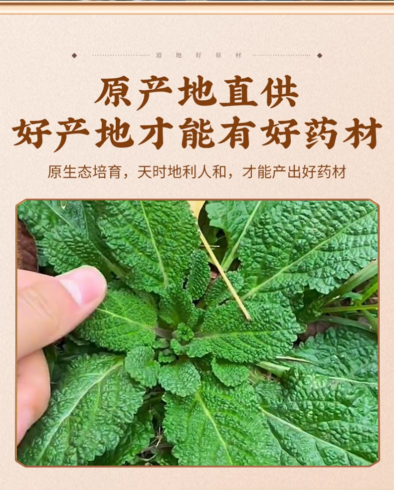 Toad Herb Dried Whole Plant 500g Ha Ma Cao 蛤蟆草 Salvia plebeia Loose Herbal Tea Material key features