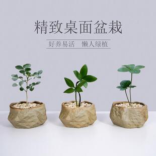 Mexican Ironwood Indoor Small Potted Bamboo Cypress Office Desktop Green Plant Mini Bonsai Evergreen All Year Round