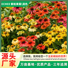 lɹջܷNӾ^G̨ԻѻRFջN