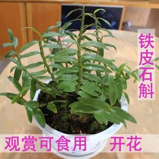 ��Uɽ�FƤʯ��ľ�������m��ֲ�����ԷN�ðl؛��ʳ��