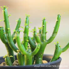 批发室内盆栽花卉绿植 迷你绿色植物 光棍树 多肉植物 膨珊瑚