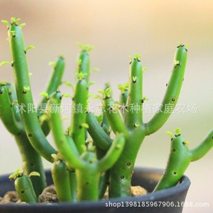 Wholesale Indoor Potted Florals and Green Plants, Mini Green Plants, Single Sticks, Succulents, Expanded Corals