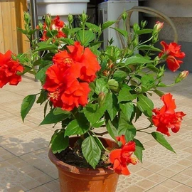 盆栽;其他园林植物;干花