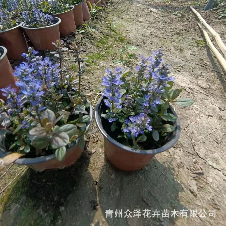 Чашка для питания с травой для озеленения, открытый сад, садоводство, парковые цветы