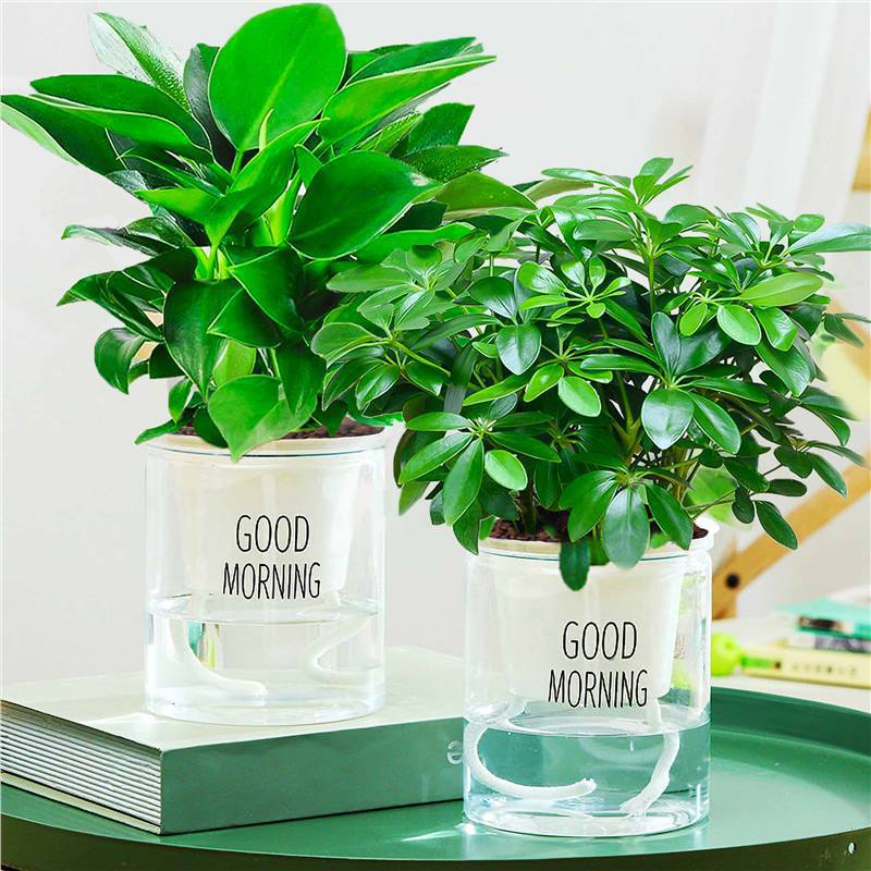 행운나무 2개 세트 + 골드 다이아몬드 + 굿모닝 화분 2개 + 영양액