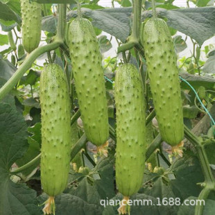 Vegetable Seeds, Crispy and Sweet Fruits, Cucumber Seeds Hanging on the Shelves for Home Balcony Planting, Good Taste, Cucumber Seeds with a Refreshing Fragrance