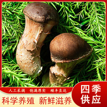 礼盒装 新鲜松茸现货现采现摘 科学培育媲美野生松茸 四季鲜松茸