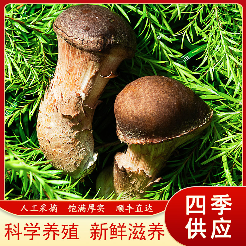 礼盒装 新鲜松茸现货现采现摘 科学培育媲美野生松茸 四季鲜松茸