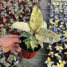 伴兮 雀斑小姐橡皮树威廉王子花叶锦化盆栽阳台客厅常绿观叶绿植