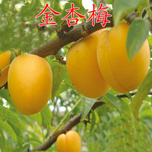 嫁接杏树苗 金杏梅杏苗 黄金杏梅树苗南方北方种植金杏梅结果树苗
