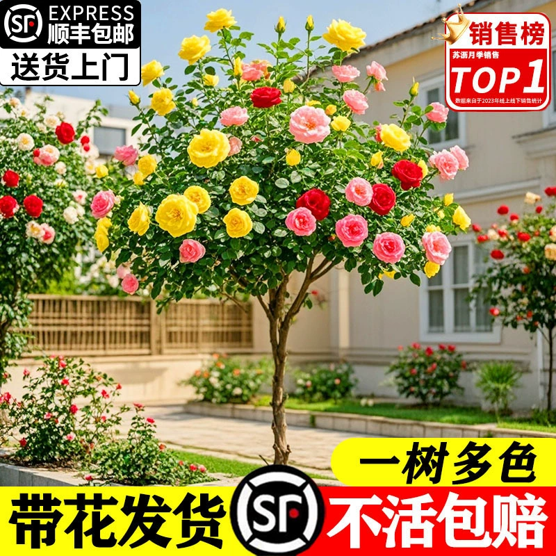 Леденец на палочке роза цветет в любое время года, растения для улицы в горшках во дворе, большой пень розы, старый пень